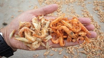 Tôm ươn thối 'hóa phép' thành tôm khô đỏ au, đầu độc người Việt