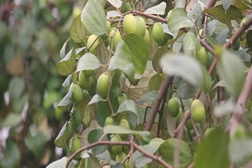 Hà Nội: Bỏ 15.000 đồng ăn táo thả ga ngay tại vườn