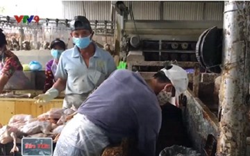 Chất nhúng để nhổ lông vịt là hóa chất bị cấm sử dụng