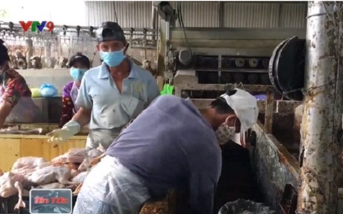 Chất nhúng để nhổ lông vịt là hóa chất bị cấm sử dụng
