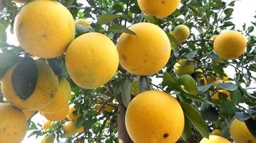 Chiêm ngưỡng cây bưởi diễn giá 100 triệu đồng chơi Tết