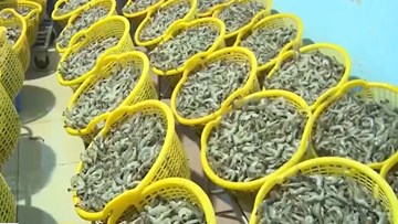 Gian nan cuộc chiến chống tôm bơm tạp chất