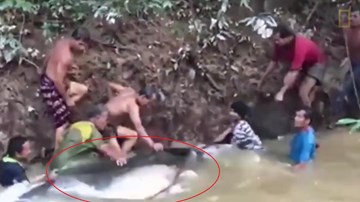 Dân hò nhau giải cứu cá trê khổng lồ nặng 200 kg mắc cạn