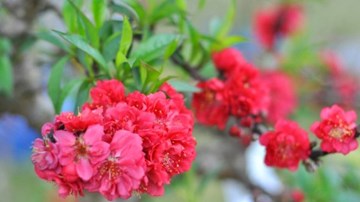 Xem nhà vườn đưa 'đào tiến Vua' vào phòng điều hòa đợi Tết bung nở