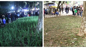 Vườn hoa hồ Gươm bị 'san phẳng' sau đêm giao thừa