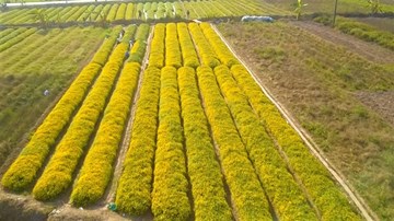 Vàng ruộm cánh đồng cúc chi vào mùa thu hoạch