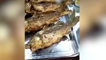Cá rán vàng ruộm bỗng 'sống lại', quẫy mạnh trên bàn ăn