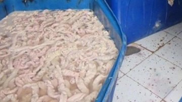 Kinh hãi phát hiện 2 tấn lòng lợn bị tẩy trắng bằng nước ô xy già