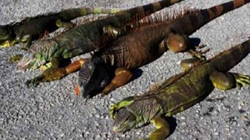 Rồng Nam Mỹ “rơi như mưa” bỗng sống lại, tấn công người