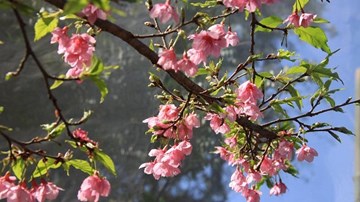 Chiêm ngưỡng 19 loại hoa anh đào nở rộ đẹp ngỡ ngàng ở Điện Biên