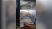Báo Tây viết về 3 chú chó nằm ngủ trong tủ lạnh ở VN