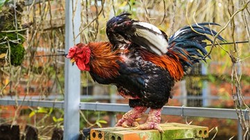 Xem gà Đông Tảo nuôi bằng thịt bò, bán giá hàng chục triệu đồng trước Tết