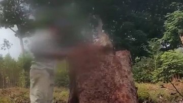 Thủ đoạn tàn phá rừng lim ở Vườn quốc gia Tam Đảo