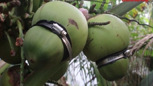 Lão nông miền Tây 'nặn' dừa hồ lô giá 200.000 đồng/quả hút khách dịp Tết