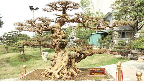 Xôn xao thương vụ mua bán 'siêu cây' 8 tỷ, độc nhất Việt Nam