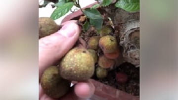 Mua sung bonsai nửa triệu đồng, tá hỏa phát hiện quả gắn bằng keo 502