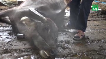 Rét đậm kéo dài, dân xót xa nhìn hàng trăm trâu bò chết rét