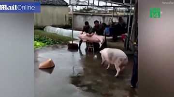 Lợn tấn công người, cứu đồng loại sắp bị giết thịt