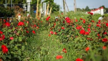 Hoa hồng Sa Đéc cháy hàng trước Tết