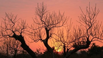 Chiêm ngưỡng vườn đào cổ thụ tiền tỷ chờ tết