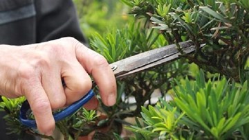 Cây tùng La Hán cổ nhất Việt Nam?