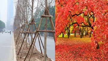 Người dân nói gì về việc trồng cây phong lá đỏ ở Hà Nội