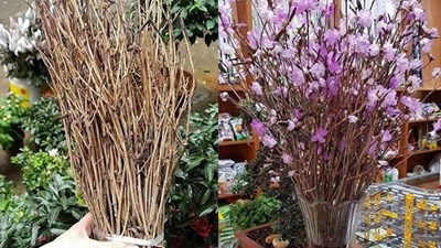 Sự thật về 'hoa đỗ quyên ngủ đông' đang gây sốt thị trường