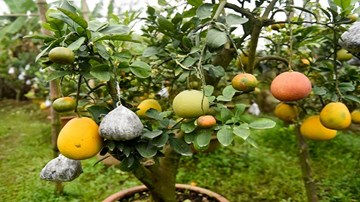 Thăm vườn hơn 10 loại quả trên một cây ở Hà Nội