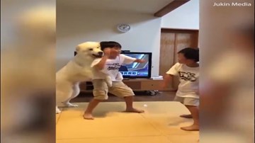 Chú chó thông minh can ngăn anh em đánh nhau