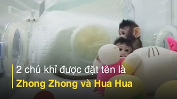 Trung Quốc nhân bản thành công 2 chú khỉ siêu đáng yêu