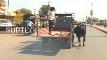Bò mẹ hớt hải chạy theo xe tải chở bê con đi viện khiến người xem rơi lệ