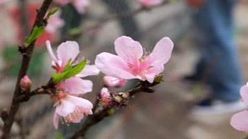 Đào đá vượt trăm cây số nườm nượp về xuôi đón Tết