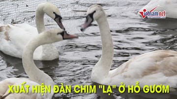 Xuất hiện đàn chim 'lạ' ở Hồ Gươm