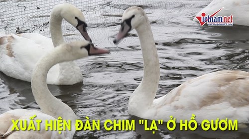 Xuất hiện đàn chim 'lạ' ở Hồ Gươm