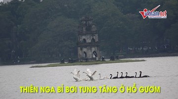 Thiên nga Bỉ bơi tung tăng ở Hồ Gươm