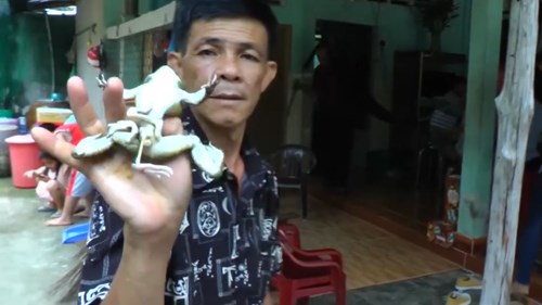 Dân đổ xô đi xem ếch 7 chân kỳ lạ ở Bến Tre
