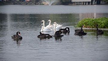 Vì sao đàn thiên nga ở Hồ Gươm bị bắt lại chỉ sau một đêm?