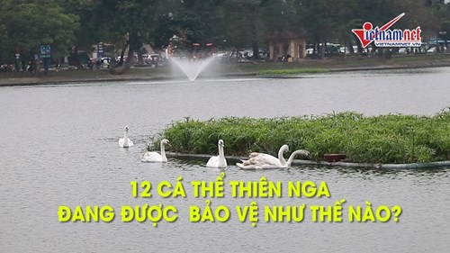 Đàn thiên nga ở hồ Thiền Quang đang được bảo vệ như thế nào?