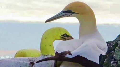 Chú chim ó biển cô đơn nhất thế giới qua đời