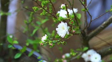 Thú chơi mai trắng của người Hà thành