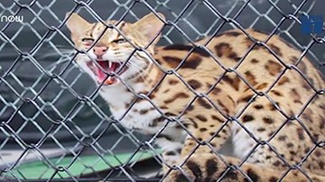 Cận cảnh mèo rừng quý hiếm có bộ lông báo gấm vừa xuất hiện ở Hà Tĩnh