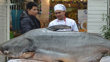 Đại gia Hà Nội xẻ thịt thủy quái 120kg đãi khách ngày Tết