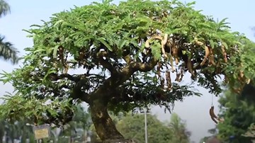 Cặp me 'phu thê' cổ thụ trĩu quả ở hội hoa xuân