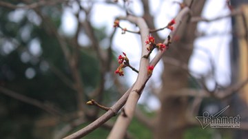 Phong lá đỏ Hà Nội trổ lộc ngày cận Tết Nguyên đán