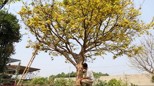 Cây mai cổ thụ 100 tuổi bung hoa trước Tết