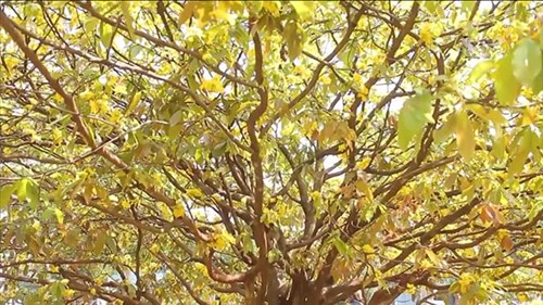Bí quyết để mai vàng nở rực trong những ngày Tết