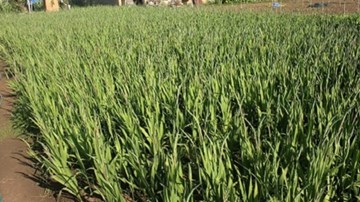 Đến 28 Tết, nhà vườn khóc dở vì hoa lay ơn vẫn 