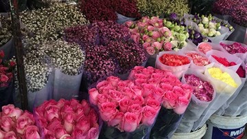 Trước lễ tình nhân hoa hồng đắt gấp 5 lần bình thường