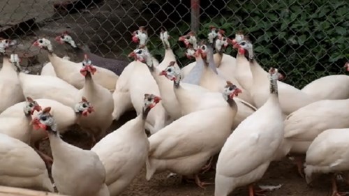Ngắm đàn gà sao đột biến, cực độc tại Hải Dương