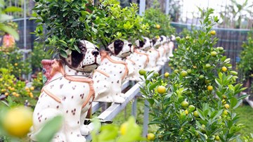 Gặp tác giả trồng quất bonsai trong chậu chó đốm gây 'sốt'